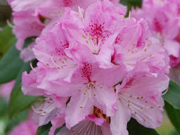 Рододендрон Cheer (Чир) - Долина роз фото 2