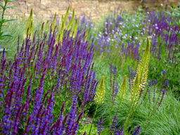 Шалфей дубравный Карадонна Компакт - Долина роз фото 2