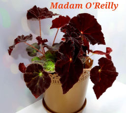 Бегония Madam О'Reilly