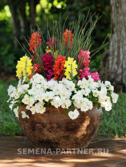 Виола ампельная Кул Вэйв Уайт - Партнер фото 5