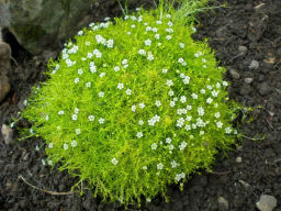 Мшанка шиловидная 2 года ЗКС тара 2л