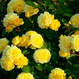 Роза флорибунда Анни Дюпрей