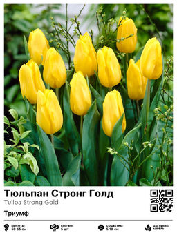 Тюльпан Strong Gold (Триумф) - Голландские луковицы фото 2