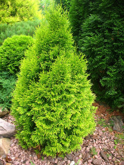 Туя западная "Смарагд" 2 года ЗКС тара 2л