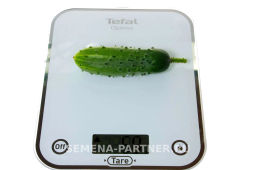 Огурец пчелоопыляемый Ласточка - Партнер фото 5