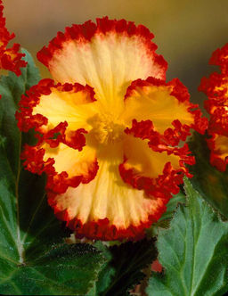 Бегония Crispa Marginata жёлто-красная (Бахромчатая) - Голландские луковицы фото 2