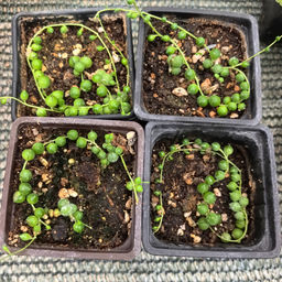 Крестовник Роули - 1000корней фото 4