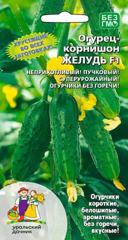 Огурец ЖЕЛУДЬ F1 Хрустящий во всех заготовках! Неприхотлив! Пучковый! Суперурожайный! Огурчики без горечи!