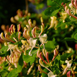 Жимолость Каприфоль 3 года ЗКС тара 2л - Наша дача фото 2