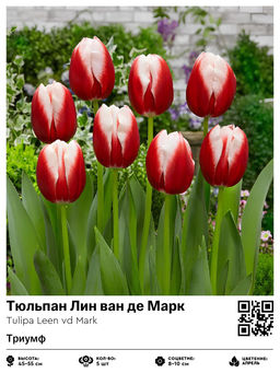 Тюльпан Leen vd Mark (Триумф) - Голландские луковицы фото 6
