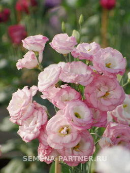 Эустома срезочная махровая бело-розовая Принцесса Аврора - Партнер фото 6