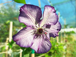 Клематис Super Nova (Супер Нова) - Долина роз фото 2