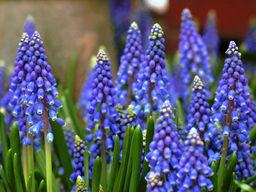 Мускари Dark Eyes (Дарк Айс) 10шт - Долина роз фото 2