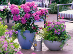 Рододендрон Альфред