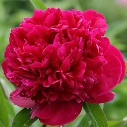 ПИОН Рэд Сара (Фиона) Разбор 2/3 n Кол-во упак., шт 1