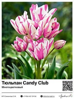 Тюльпан Candy Club (Многоцветковый)