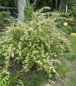 Пузыреплодник калинолистный Raspberry Lemonade (Распберри Лемонад) - Голландские луковицы фото 2