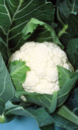 Капуста цветная КУРАЖ  Нежная и хрустящая текстура! Удачно сочетает скороспелость с высокой урожайностью!