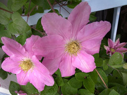 КЛЕМАТИС Ханагурума Разбор I Кол-во упак., шт 2