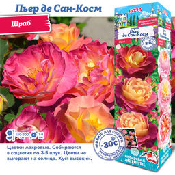 Роза Пьер де Сан-Косм (Шраб) 1шт