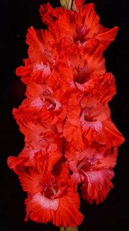 Гладиолус Госпожа Удача (В-17-438) 557,Фотин 1 р-р 7шт (Ф)