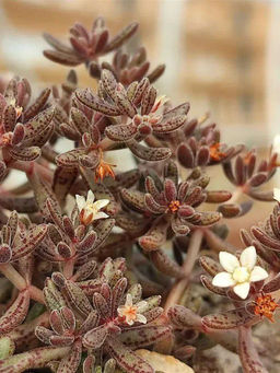 Крассула Гумберта Крассула Гумберта