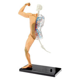 Научный опыт Человеческое тело - Эврики фото 2