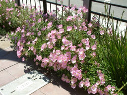 Энотера розова - Долина роз фото 3