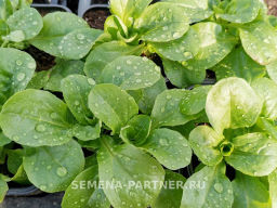 Салат полевой Экспромт - Партнер фото 3