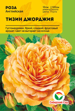 Роза Тизин Джорджия (Английская) С ЦВ.НАКЛЕЙКОЙ 1шт