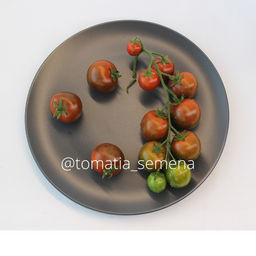 Куро Суджи - Tomatia фото 2