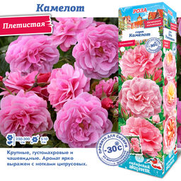 Роза Камелот (Плетистая) 1шт