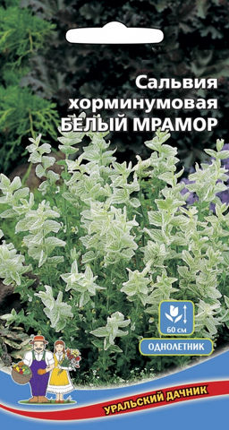 Сальвия хорминумовая БЕЛЫЙ МРАМОР