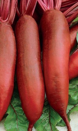 Свёкла СЛАВЯНКА  Не требует прореживания! Высокоурожайный, лёжкий сорт! Без колец! Устойчива к заболеваниям!