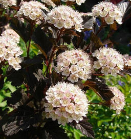 Пузыреплодник калинолистный Саммер Вайн С3 Пузыреплодник калинолистный Саммер Вайн С3