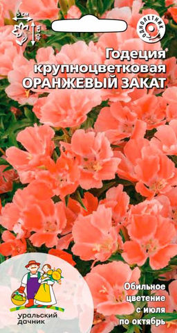 Годеция ОРАНЖЕВЫЙ ЗАКАТ Крупноцветковая