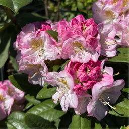 Рододендрон Бриджит