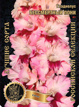 Гладиолус Бессмертный Пони 461,Фотин 1 р-р 7шт (Ф)