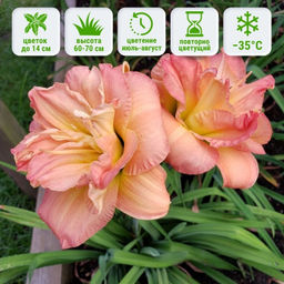 Лилейник Кендлайт Диннер