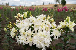 Лилия Roselily Petronella (Розовидный гибрид) - Голландские луковицы фото 2