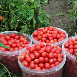 Томат МЕДОВЫЙ МИЛЛИОН Невероятно ранний черри сорт! Созревает целыми кистями! Уникальные вкусовые качества! - Уральский дачник фото 8