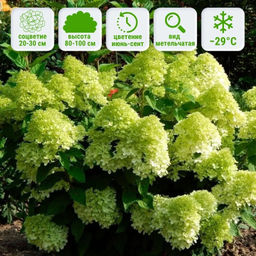 Гортензия метельчатая Панателла