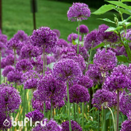 Allium Purple Sensation (3 луковицы)