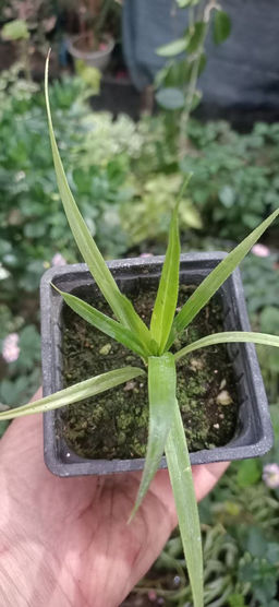 Панданус - 1000корней фото 3