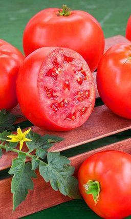 Томат ПЕРСЕЙ Как мифический герой победивший Медузу Горгону, так и этот томат побеждает другие сорта по урожайности, насыщенности вкуса, сладости, аромату и устойчивости к болезням! Чудесный сорт!