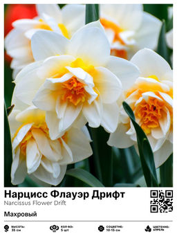 Нарцисс Flower Drift (Махровый) - Голландские луковицы фото 2
