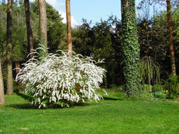 Спирея серая Грефшейм - Долина роз фото 6