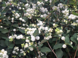 Снежноягодник доренбоза Вайт Хедж С5