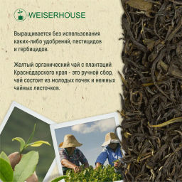 Живой чай / Краснодарский желтый (живой чай), 1 уп. * 100 гр. - Weiserhouse фото 5