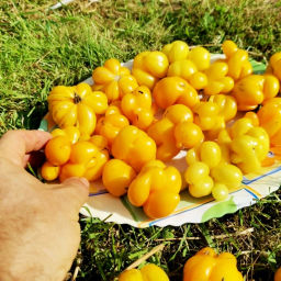 Помидоры - Первый Фила - Phil's One Tomato - Помидом фото 2